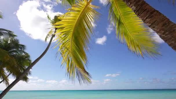 Palmové listy nad luxusní pláží. Dominikánská republika — Stock video