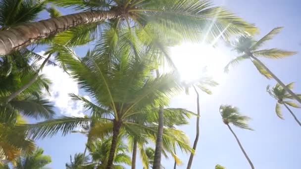 Exotisch strand met veel palmbomen en wit zand. Dominicaanse Republiek — Stockvideo