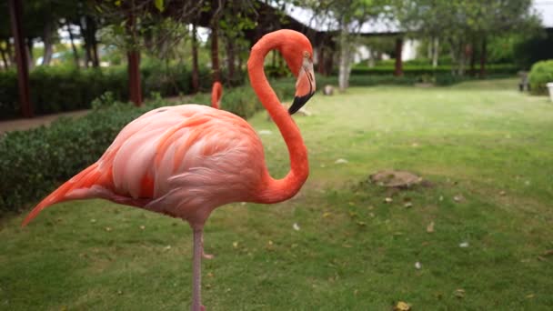 Flamingo in the Domenican Republic — Stock Video