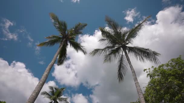 Playa exótica con hermosa palmera alta, Islas del Caribe . — Vídeo de stock