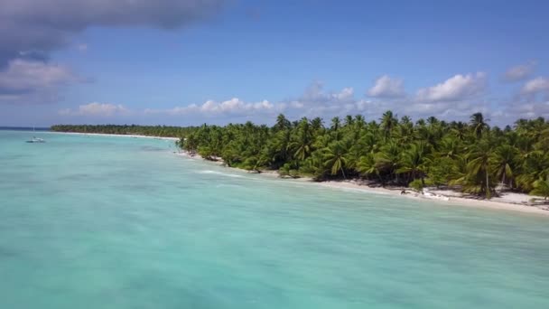이슬라 사우나 해변에 있는 야자나무들. 도미니카 공화국 — 비디오