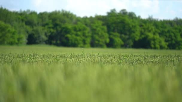 Blick auf endlos grüne Ackerflächen an bewölkten Frühlingstagen. Drohne fliegt über Weizenfeld bei der Ernte auf dem Land. — Stockvideo