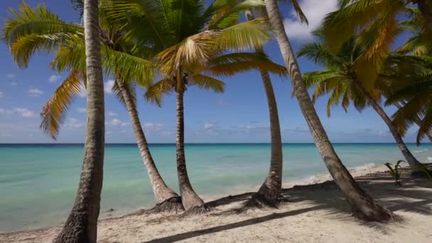 Dominik Cumhuriyeti plajları, ada plajları dünyanın en iyi plajları mavi denizin kıyısındaki güzel palmiye ağaçları. Atlantik Okyanusu, Punta Cana plajları. Karayip turkuaz deniz suyu — Stok video