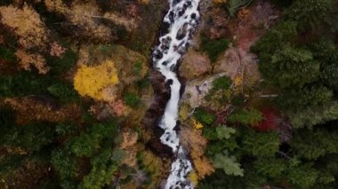 Autmn Forrest 'taki Wild River' dan. Hava görüntüsü. Dağ suyu deresi. Renkli ağaçlar. Sonbaharda doğa