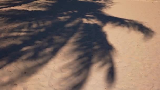 Warmte. Palm schaduw te redden in warme dag. Tropisch eiland. Wind gaat weg, Imperial. Zee van de Caribische Zee — Stockvideo