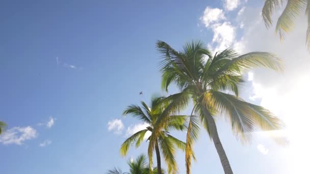 Птица в ладони. Карибское море. Солнечный день. Доминиканская Республика, Пунта-Кана. Зеленые высокие ладони. Медленное движение — стоковое видео