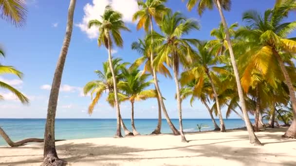 Niezamieszkana tropikalna wyspa, piękna piaszczysta plaża Atol rafy koralowej Morza Karaibskiego. Wakacje w kawałku. Zielone wysokie palmy z kokosem. Błękitne morze. — Wideo stockowe