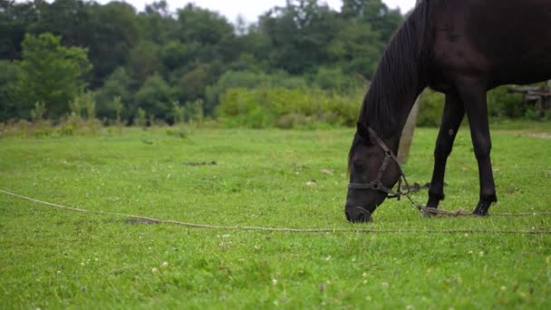 Häst. Hästar med fullblod betar gräs på en pittoresk våräng. Sommardag — Stockvideo