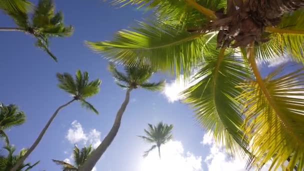 Pohon palem kelapa di pantai berpasir di Hawaii, Kauai. Surga — Stok Video