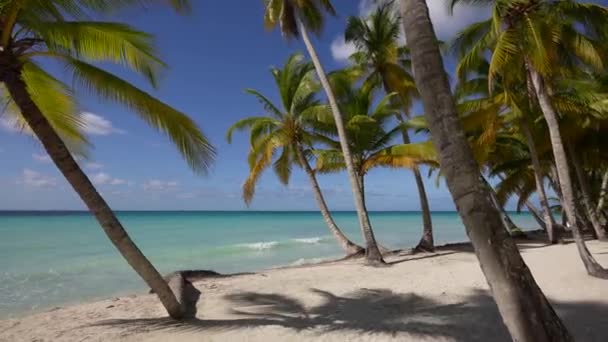 Karib-tenger strand sok tenyérrel és fehér homokkal, Dominikai Köztársaság — Stock videók