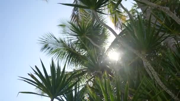 Groene palmboom op blauwe lucht achtergrond. Paradijs in Dominicaanse Republiek - AmarillasLatinas.net — Stockvideo