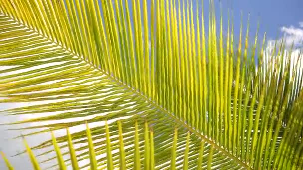 Παραλία Anse Lazio στο νησί Praslin, Σεϋχέλλες. Παλάμη στον παράδεισο — Αρχείο Βίντεο