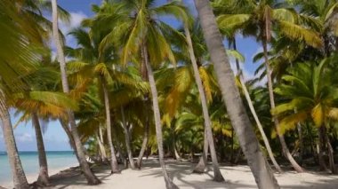 Tropikal bir plaja doğru iskelede. Bahamalar plajı. Şenlik Yeri