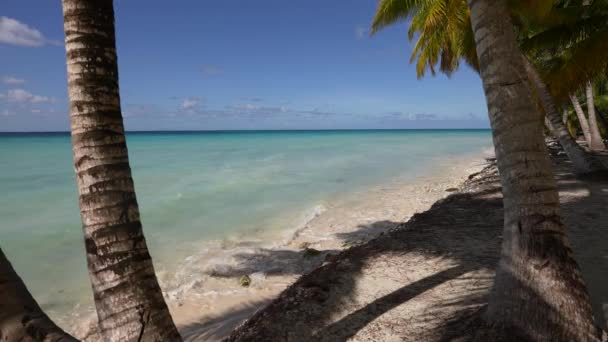 Exotische Insel mit schönen hohen Palmen. Dominikanische Republik — Stockvideo