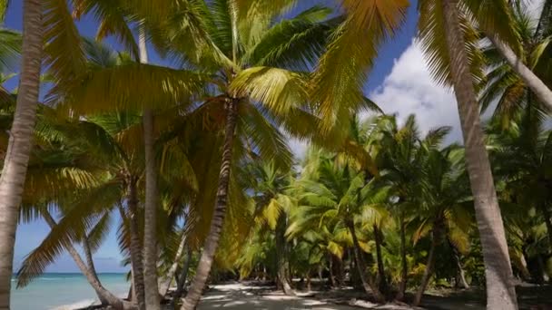 Пальмовые деревья - Повредите пальмы на фоне красивого голубого неба. Парадизе Доминиканская Республика — стоковое видео