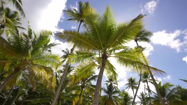 No paraíso. Praia Takamaka, ilha Mahe, Seychelles — Vídeo de Stock