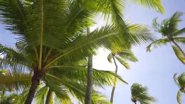 Три пальмы на фоне голубого неба. Каррибен — стоковое видео