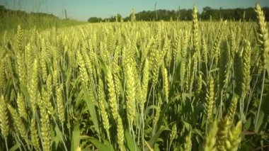 Çavdar Tarlası, Mısır Tarlası, Zaman Hızı. Taze Yeşil Buğday Bitkisi. Doğa bahar sezonu. Bahçıvanlık tarım gıdaları