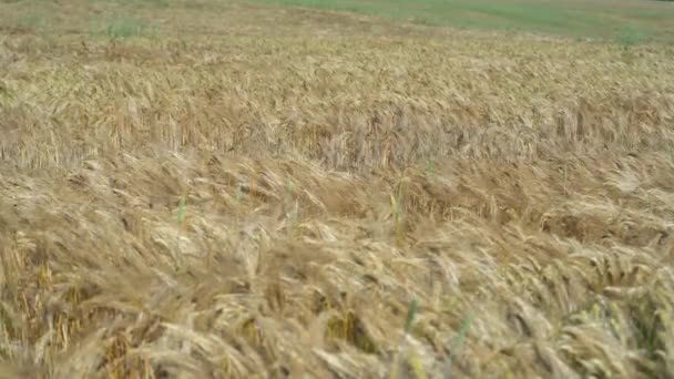 Campo di grano, spighe di grano ondeggianti dal vento mite. Le orecchie d'oro stanno lentamente ondeggiando nel vento primo piano. Vista del campo di grano maturazione durante la giornata estiva. Settore agricolo. — Video Stock