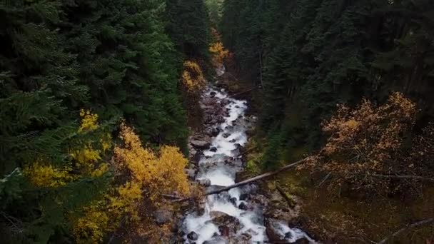 Rivière sauvage de montagne en forêt. Saison d'automne. Un drone. Des arbres colorés. Les paysages incroyables — Video