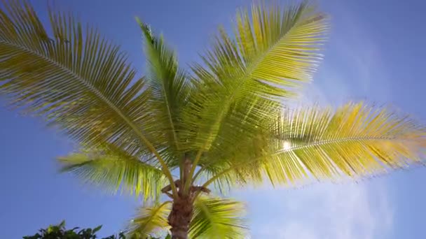 Palmy przejeżdżające pod słonecznym błękitnym niebem. Wiatr — Wideo stockowe