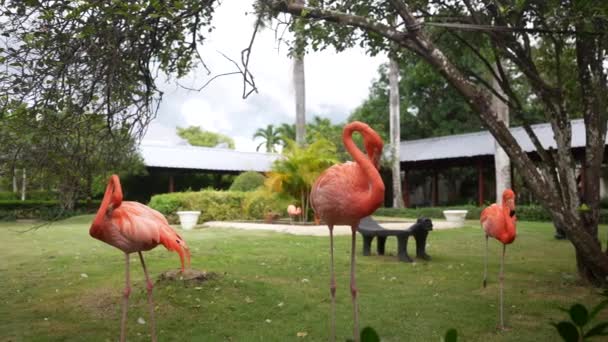 정원에는 홍학 이 있습니다. 열 대 지방의 섬. 카리 빈. 바론. 푸른 풀 위에 아름다운 자주색 새 세 마리가 있습니다. 스카 우 모션 샷. 4K — 비디오