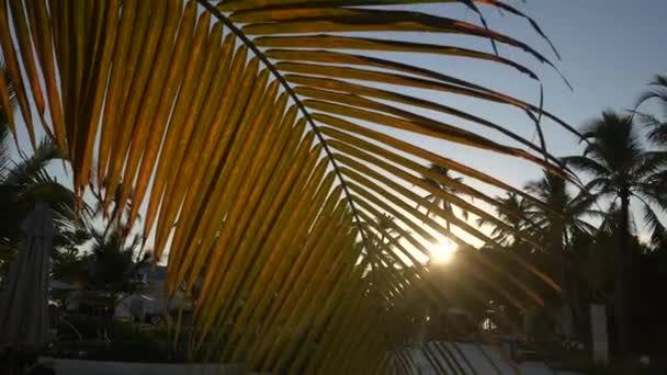 Зеленые деревья и пальмы против голубого неба и синего солнца. Концепция туристического отдыха. Взгляд вверх на фоне леса. — стоковое видео