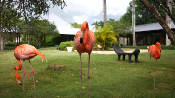 Flamenco rosa. Animal en la isla tropical. Isla de Bahamas. Tres hermosas aves en el jardín — Vídeos de Stock