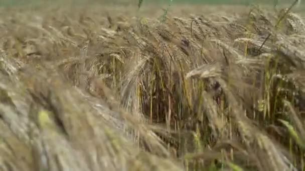 Campo di grano coltivato. Agricoltura. Orecchie di grano dorato al tramonto. Raccolta su terreni fertili. Campo di grano dorato. Vendemmia su terreno fertile. Orecchie di grano al sole. Coltivatore campo fertile. Concetto agricolo — Video Stock