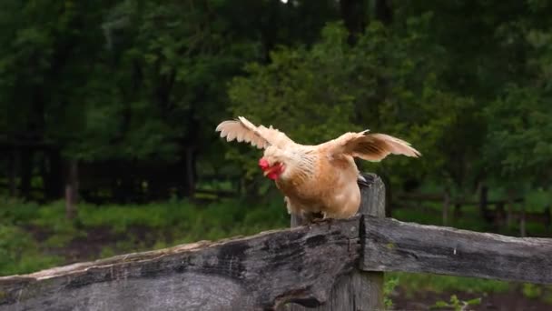 Wiejski kurczak na zewnątrz na drewnie w ogrodzie. Wolny ruch 4K. — Wideo stockowe