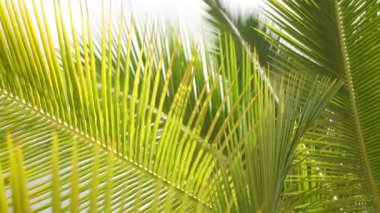 Asya, Tayland 'da yeşil yapraklar arasında parıldayan güzel güneş ışığıyla yeşil palmiye ağaçları. Ekosistem ve çevre kavramları, klasik retro tarzı.