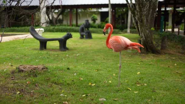 Flamingo in de tuin. Tropisch eiland. Carribean. Slow motion schot. 4K — Stockvideo