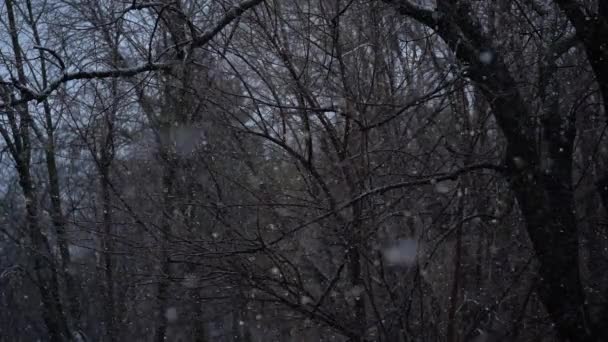 Kar taneleri ve orman ağaçlarıyla kar yağışı. Süper yavaş çekim. Kar taneleri — Stok video