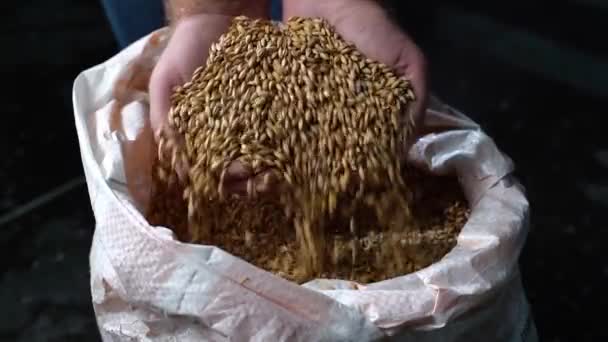 Malta de grano. El cervecero toma un puñado de malta de la bolsa en la palma de su mano y la derrama — Vídeos de Stock