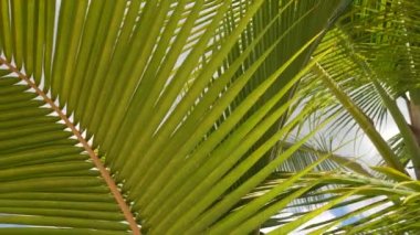 Key West Florida USA 'de okyanus kıyısındaki tropikal iklimde palmiye ağaçları. Yakından yeşil palmiye yaprakları. Tropik. Karayipler