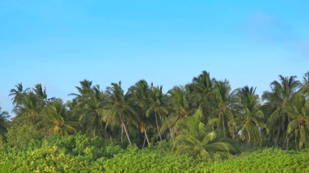 Coconut palm trees in tropic island. . Green palm tree on blue sky background. View of palm trees against sky. Beach on the tropical island. Palm trees at sunlight. Shot on Gimbal high quality slow — Stock Video
