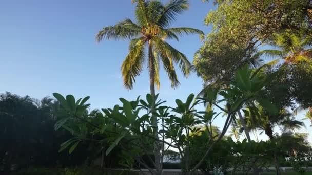 손바닥에 해 뜨는 빛. 열 성 생활. 낙원같은 곳. 카리빈 바다에 있는 섬. 대서양 — 비디오