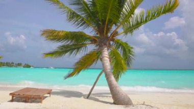 Sahilde palmiye ağacı. Dominik Cumhuriyeti plajları. Karayipler sahilinde güneşli bir gün, insansız. Rahatlama zamanı. Tatil konsepti. Atlantik Okyanusu 'nun berrak suları ve yeşil