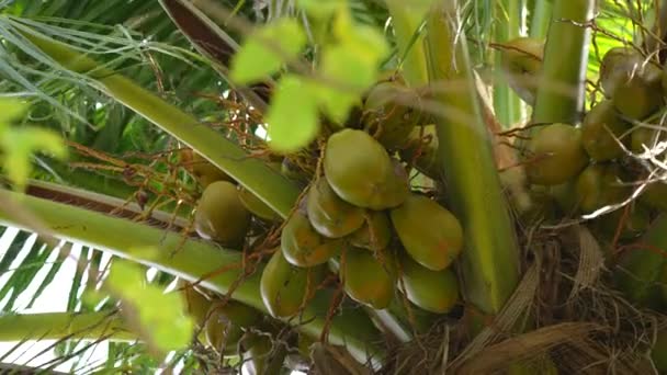 Kokosnoot palmboom op het strand natuur tropische palmen Eiland. landschap Eiland. Palmen turquoise zee achtergrond. Drink op warme dag. Palm fruit. Oogst van de natuur. Vers sap. — Stockvideo