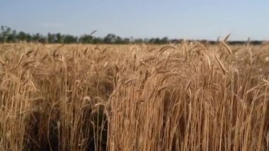 Gün batımında tarlada buğday kulakları. Buğday tarımı tarım sektörü kavramını hasat ediyor. Büyük buğday tarlasında yürü. Büyük buğday hasadı yazın tarla manzarası yaşam tarzında