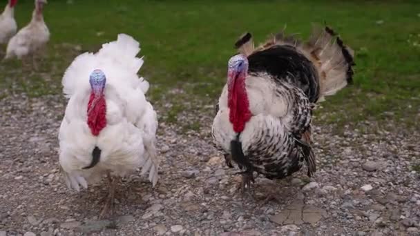 White and black turkeys simultaneously give voice, turkeys make sounds, bird song. Live beautiful turkey. Turkey for the holiday. Food. Farm animals. Slow Motion shot — Stock Video