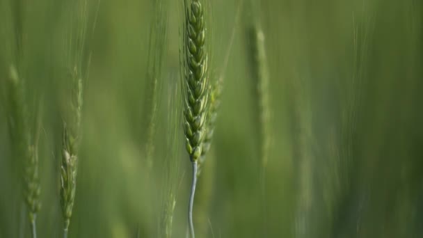 Cierre de centeno op shot. Campo de trigo maduro contra el cielo azul. Espiguillas de trigo con batidos de grano por el viento. La cosecha de grano madura en el verano. concepto de negocio agrícola. trigo orgánico — Vídeo de stock