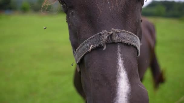 Krásný hnědý kůň zblízka se dívá do kamery, koně zblízka. Rančová farma, osedlej koně. Farmaření, chov zvířat, jezdecké sporty. Obývací pokoj pro koně. Zemědělství. Inteligentní zvíře — Stock video