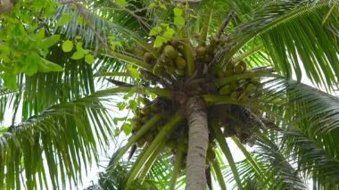 Sahildeki hindistan cevizi palmiyesi ağacı tropikal palmiyeler adası. Tayland denizi ve gökyüzü. Doğada meyve. Yeşil yapraklar. Ağaç gövdesi. Birçok hasat yapmış genç bir ağaç. Koh Kood 'daki güzel hindistan cevizi ağacı çiftliği.