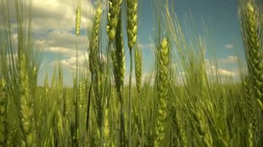 Tarlada çavdar ekmeği. Tarım atışı. Bahar mevsiminde, taze taze taze buğdaylı sulu kulaklar makroyu kaplıyor. Buğday tarlasının olgunlaşmış kulakları. Yeşil buğday tarlası. Hasattan önce