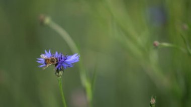 Bal arısı kokulu lavanta çiçeği üzerinde çalışıyor. Growing Lavender Flowers 'ın makro tarlasında bal arısı. Makro. Arı Küçük Pembe Çiçeğe Vuruyor, Doğa.