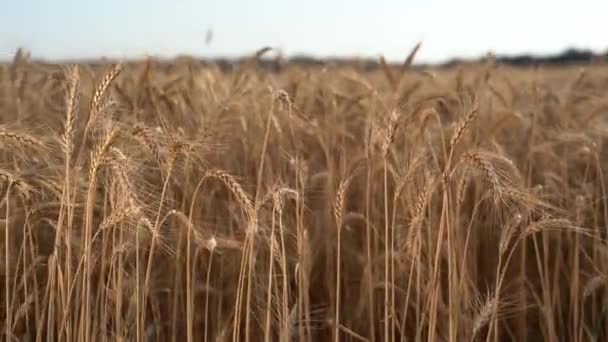 Pšeničné pole. Uši pšenice zblízka. Koncept sklizně a sklizně. Obchod Agricultere. Jídlo. Čas východu slunce. Brzy ráno v terénu. — Stock video