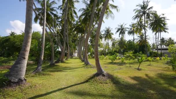 Tropische ongerepte strand kokosnoot palmbomen en turquoise water, wit zand. Malediven reisbestemming. Tropische eiland vakantie idyllische achtergrond. Exotisch zandstrand, palmbomen Caraïbische zee . — Stockvideo