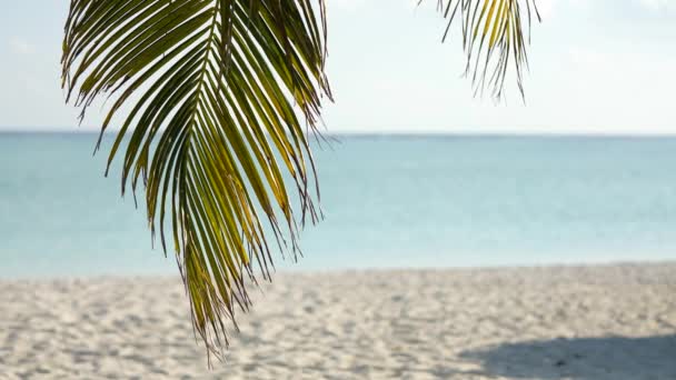 Wolny ruch poruszający się strzał pod palmami z pięknym widokiem na plażę na Malediwach wyspa. — Wideo stockowe