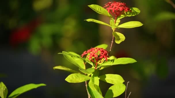 Zwolnione ujęcie. Wyspy Malediwów. Kwiat Hibiskusa kwitnie. Pączek otwiera się i kwitnie w duży czerwony kwiat. — Wideo stockowe